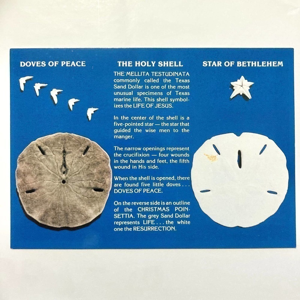 Sand Dollar Postcard 4 1/8" x 5 7/8"